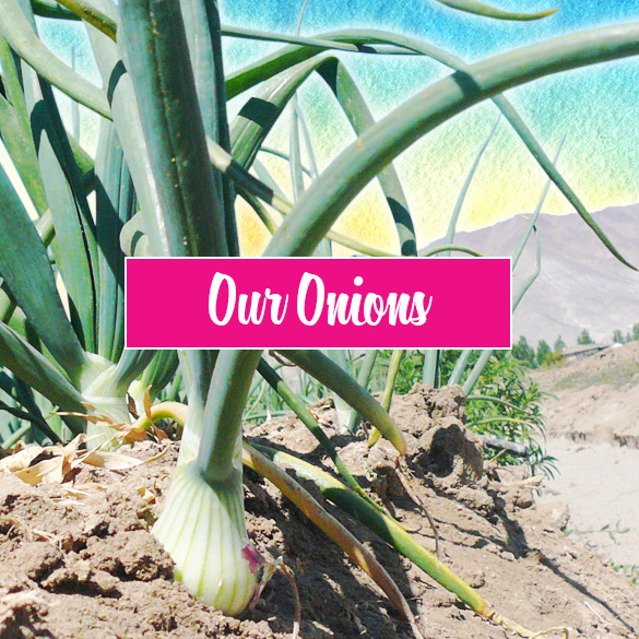 Our Onions